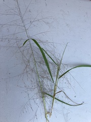 Eragrostis spectabilis