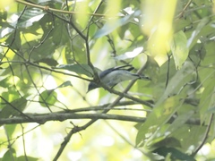 Lalage fimbriata