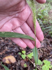 Setaria scheelei