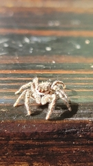Eris militaris