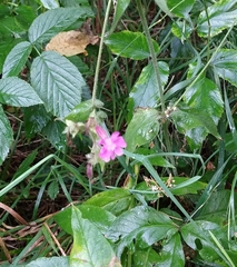 Silene dioica