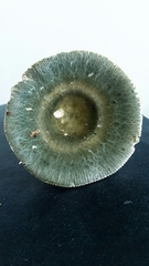 Russula parvovirescens