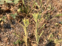 Madia glomerata