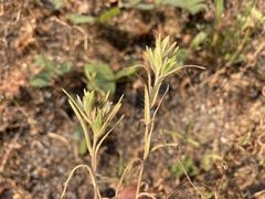 Madia glomerata