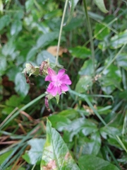 Silene dioica