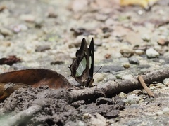Polyura athamas