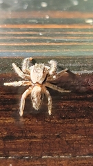 Eris militaris