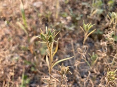 Madia glomerata