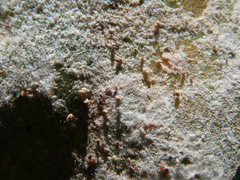 Erysiphe polygoni