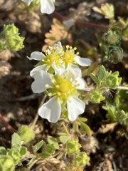 Potentilla newberryi