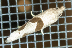 Pelochrista similiana