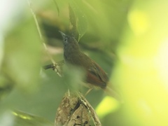Cyanoderma erythropterum