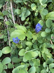 Gentiana calycosa