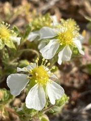 Potentilla newberryi