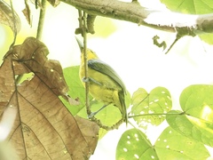 Aegithina lafresnayei