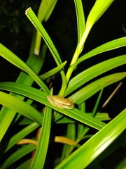 Smilisca phaeota