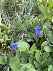 Gentiana calycosa