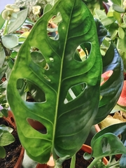 Monstera obliqua