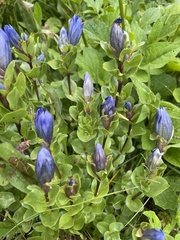 Gentiana calycosa