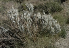 Krascheninnikovia lanata