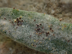 Erysiphe polygoni
