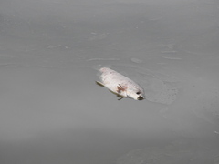Prochilodus lineatus