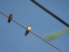 Hirundo tahitica