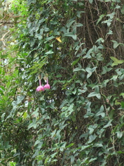 Passiflora cumbalensis