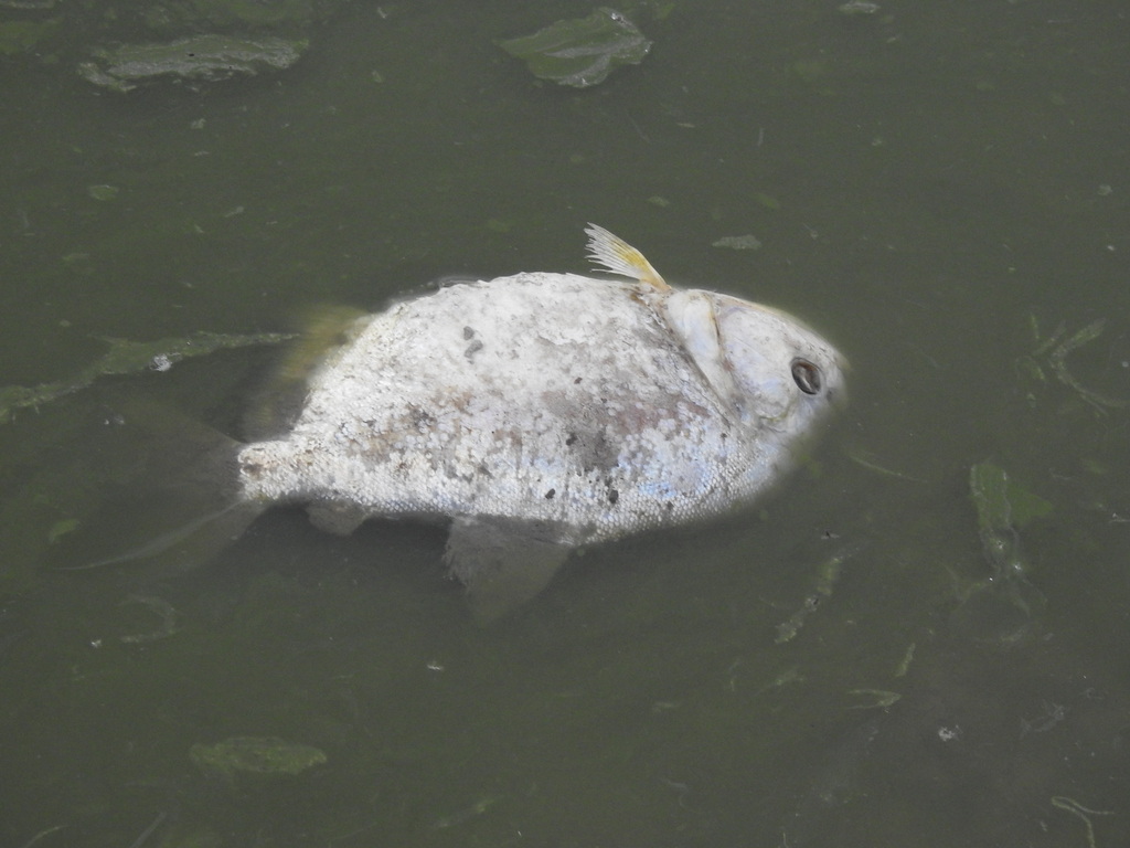 Red Ruby Piranha
