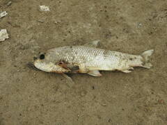 Prochilodus lineatus