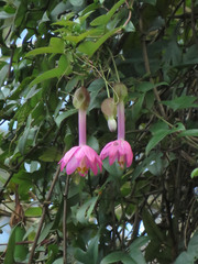 Passiflora cumbalensis