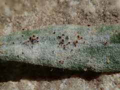 Erysiphe polygoni