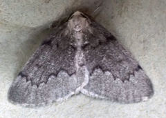 Nepytia pellucidaria