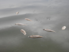 Characiformes