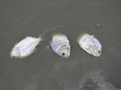 Serrasalmus maculatus