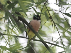 Eurylaimus ochromalus