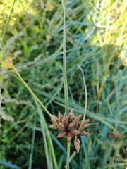 Bolboschoenus maritimus