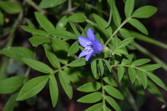Polemonium foliosissimum