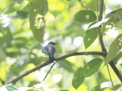 Lalage fimbriata