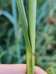 Bolboschoenus maritimus