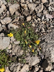 Erythranthe caespitosa