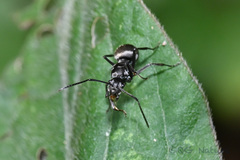 Polyrhachis