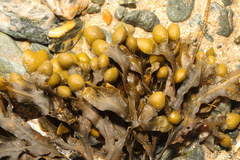 Fucus spiralis