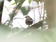 Pellorneum capistratum