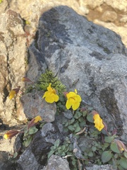 Erythranthe caespitosa