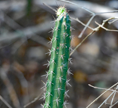 Praecereus euchlorus