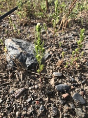 Symphyotrichum ciliatum