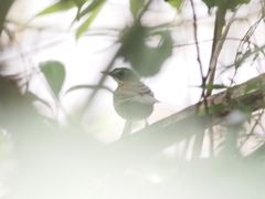 Pellorneum capistratum