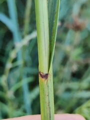 Bolboschoenus maritimus