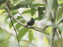 Kurochkinegramma hypogrammicum